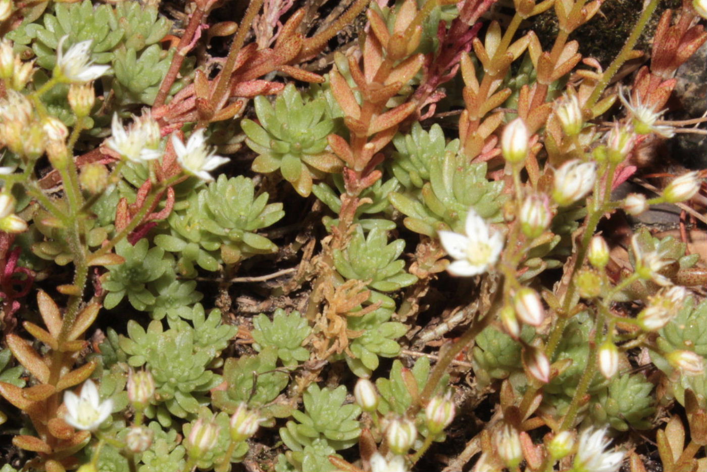 Sedum da determinare-1